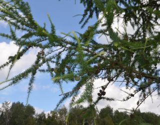 Санаторий "Виктория" Московская обл