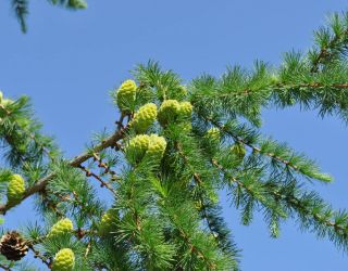 Санаторий "Виктория" Московская обл