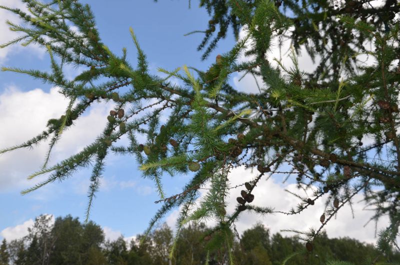 Санаторий "Виктория" Московская обл