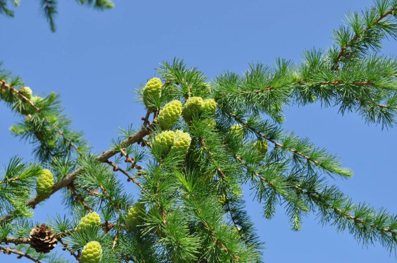 Санаторий "Виктория" Московская обл